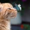 butterflycatt_